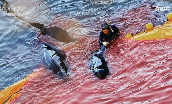 일본에서 돌고래가 60대남성 습격