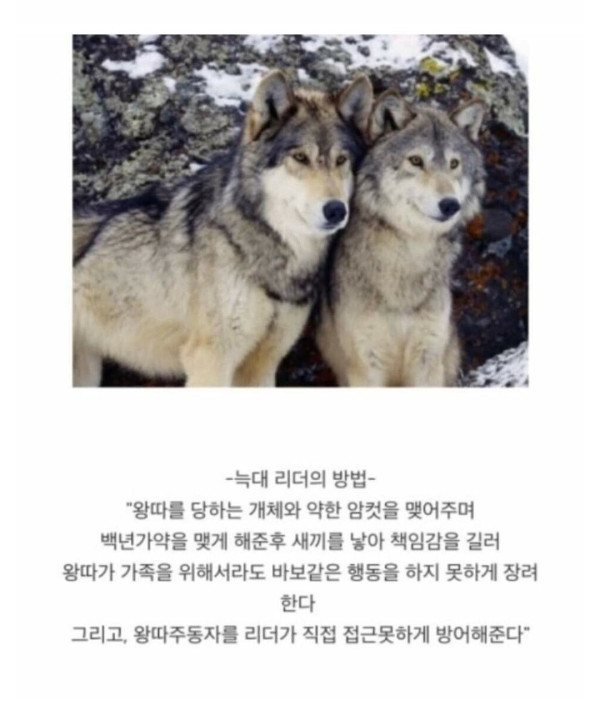 동물별 왕따 대처법